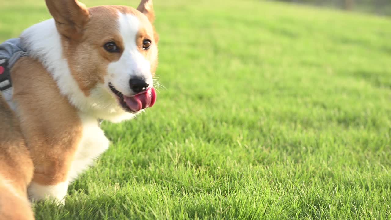 一只棕白相间的柯基犬优雅地站在生机勃勃的绿色田野上视频下载