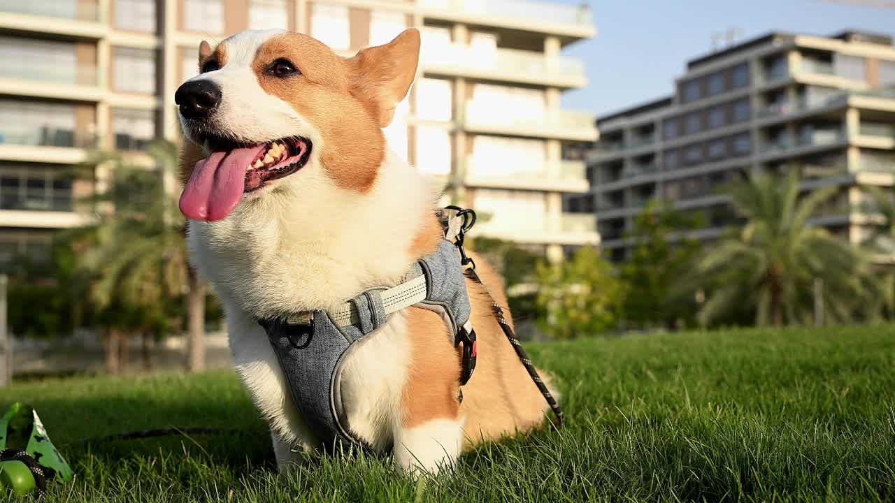 日落时分，一只棕白相间的柯基犬在绿色的公园里伸出舌头视频素材