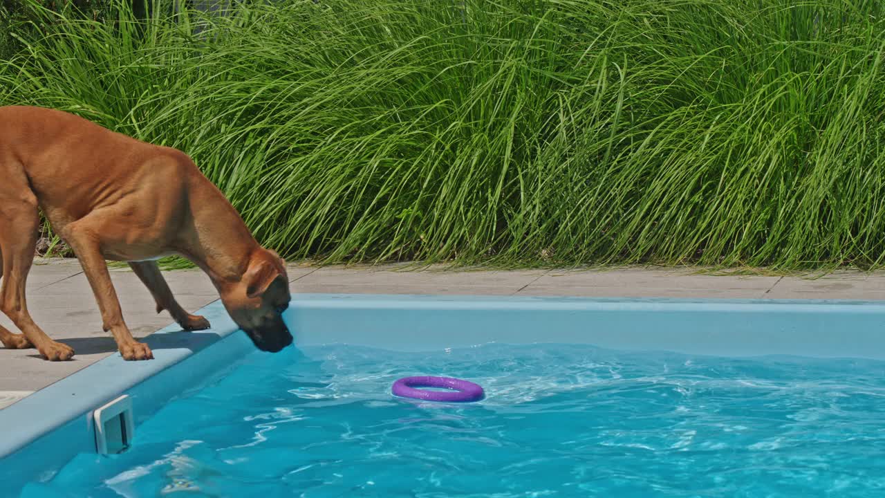 一只可爱的狗狗用爪子从游泳池里捡起一个玩具，然后带着它跑了，展示了动物的聪明和聪明。视频下载