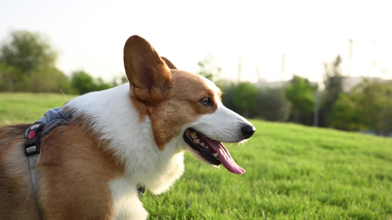 一只棕白相间的柯基犬站在郁郁葱葱的绿色田野上视频素材