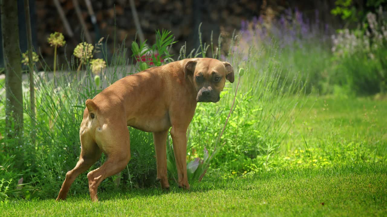 一只有趣的德国拳师犬在带有自动喷水系统的草坪上撒尿，创造了一个幽默的宠物视频。视频下载