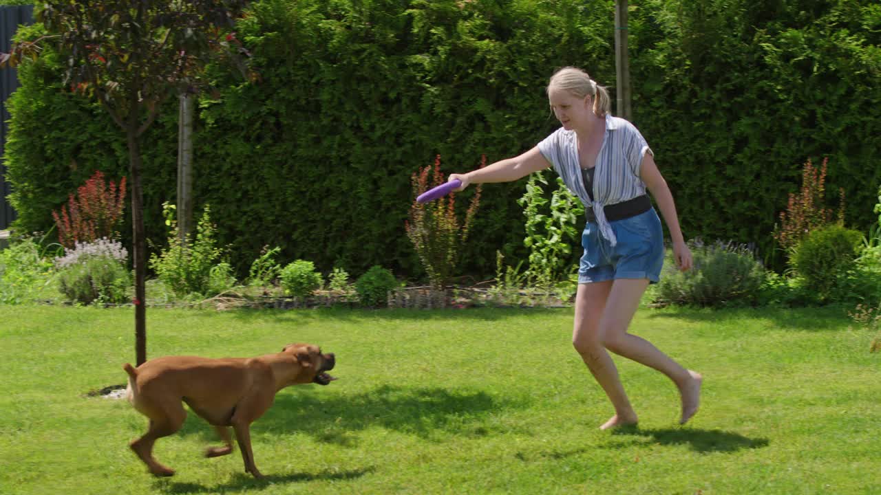 一位妇女在后院与一只精力充沛的德国拳师犬玩耍。在一段慢动作视频中，这只狗跳得很高，抓住了一个玩具。视频下载