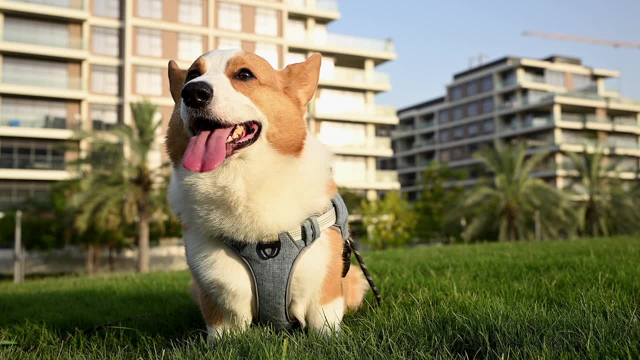 日落时分，一只棕白相间的柯基犬在郁郁葱葱的绿色田野上放松，享受着宁静的环境视频下载