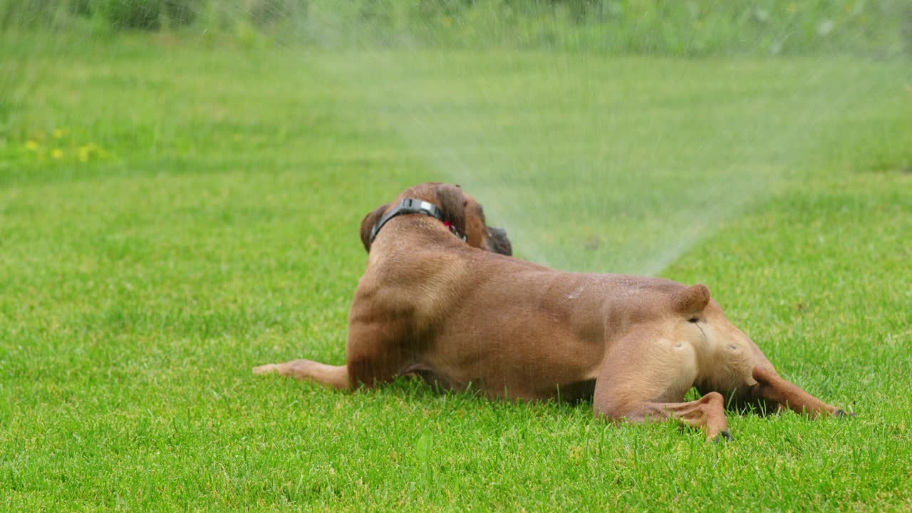 一只有趣的德国拳师犬在洒水系统附近的湿草地上放松，在炎热的夏日里降温。视频下载