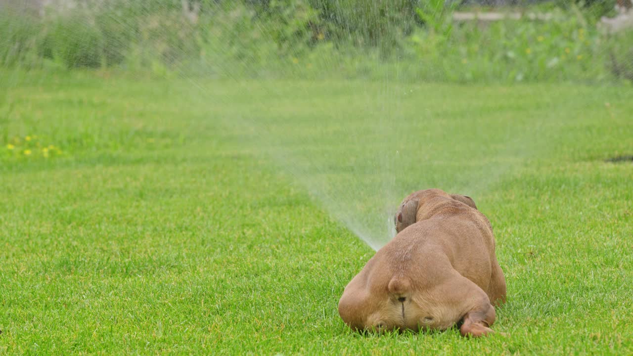 一只德国拳师犬在装有自动喷水灭火系统的草坪上降温。视频下载