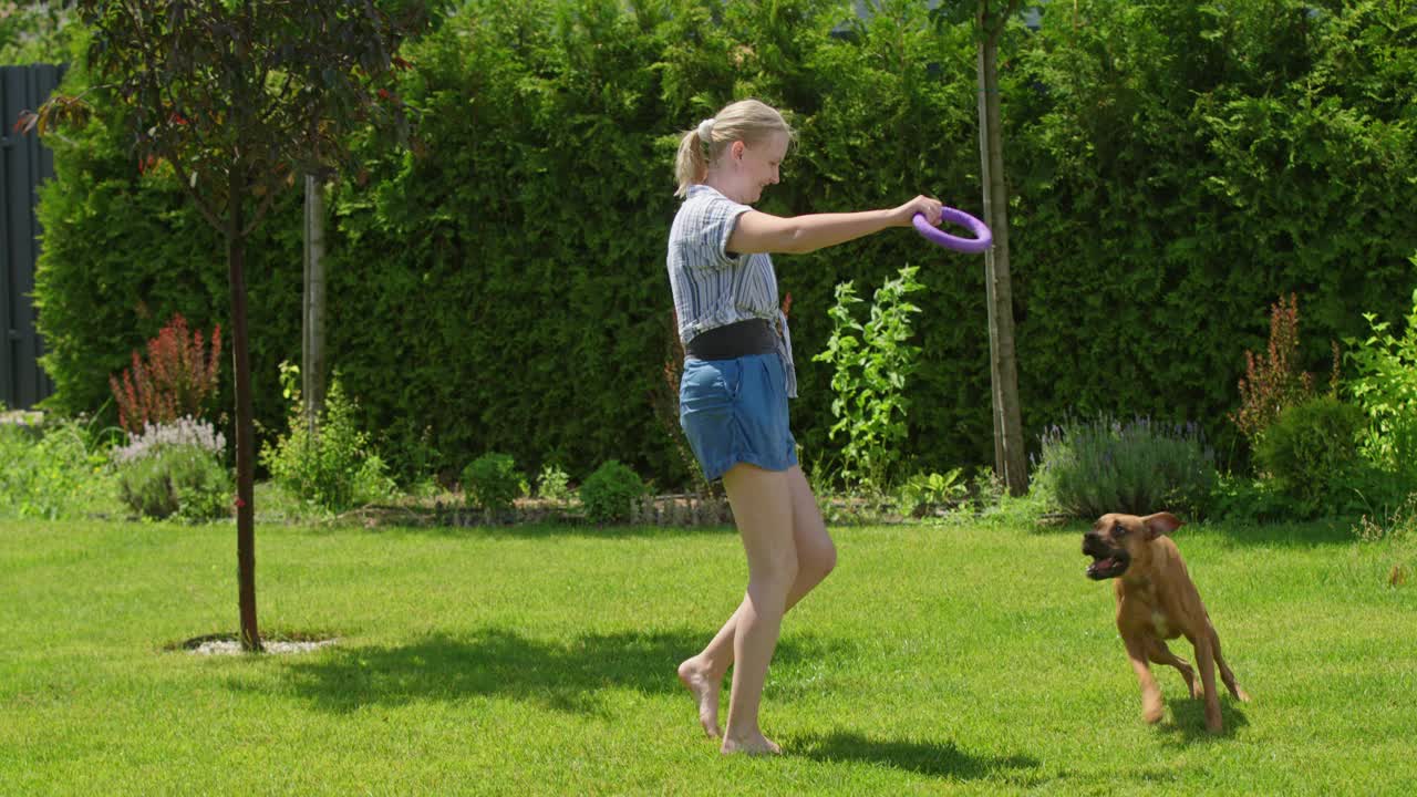 一只精力充沛的德国拳师犬在后院和它的主人玩耍，它跳得很高去抓一个玩具。视频下载