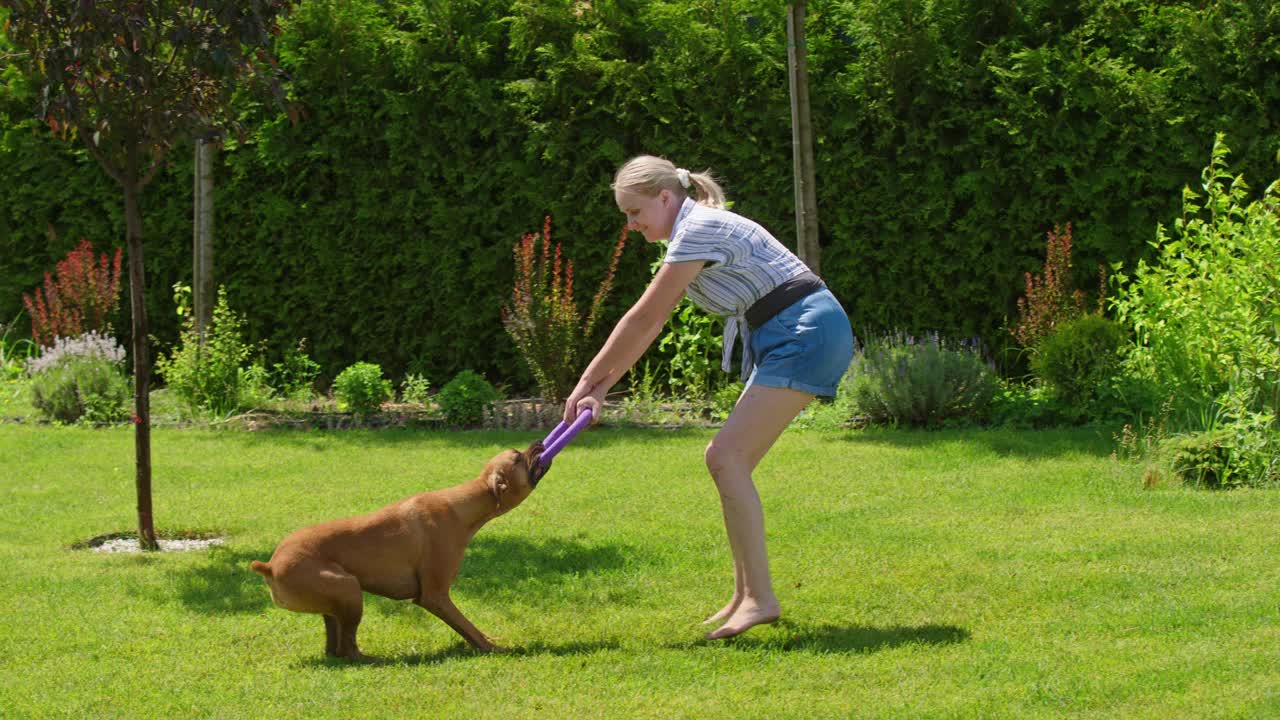 一位妇女在草坪上和她的狗狗玩耍，狗狗使劲地拽着她手里的玩具。视频下载