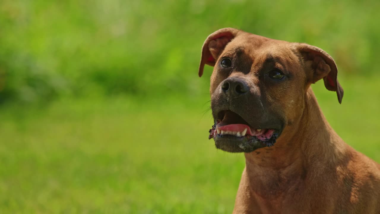 一只可爱的德国拳师犬，背景是模糊的后院草坪。视频下载