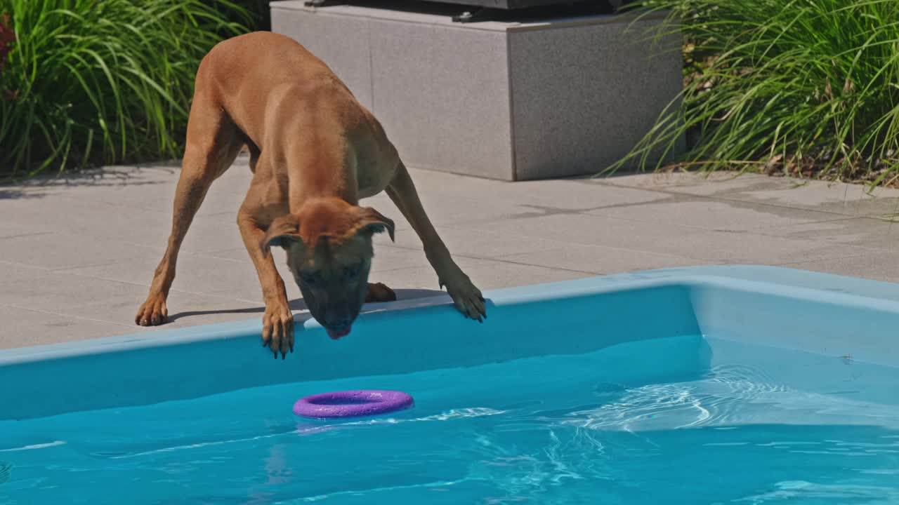 一只非常聪明的狗用爪子从水池里捡回玩具。视频下载