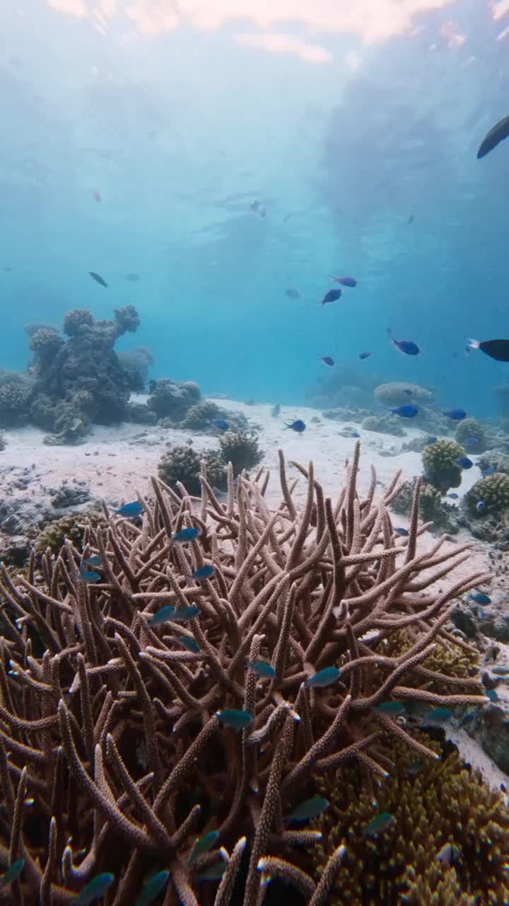 蓝色海洋中的热带鱼和珊瑚。珊瑚礁珊瑚，水下海景。视频素材