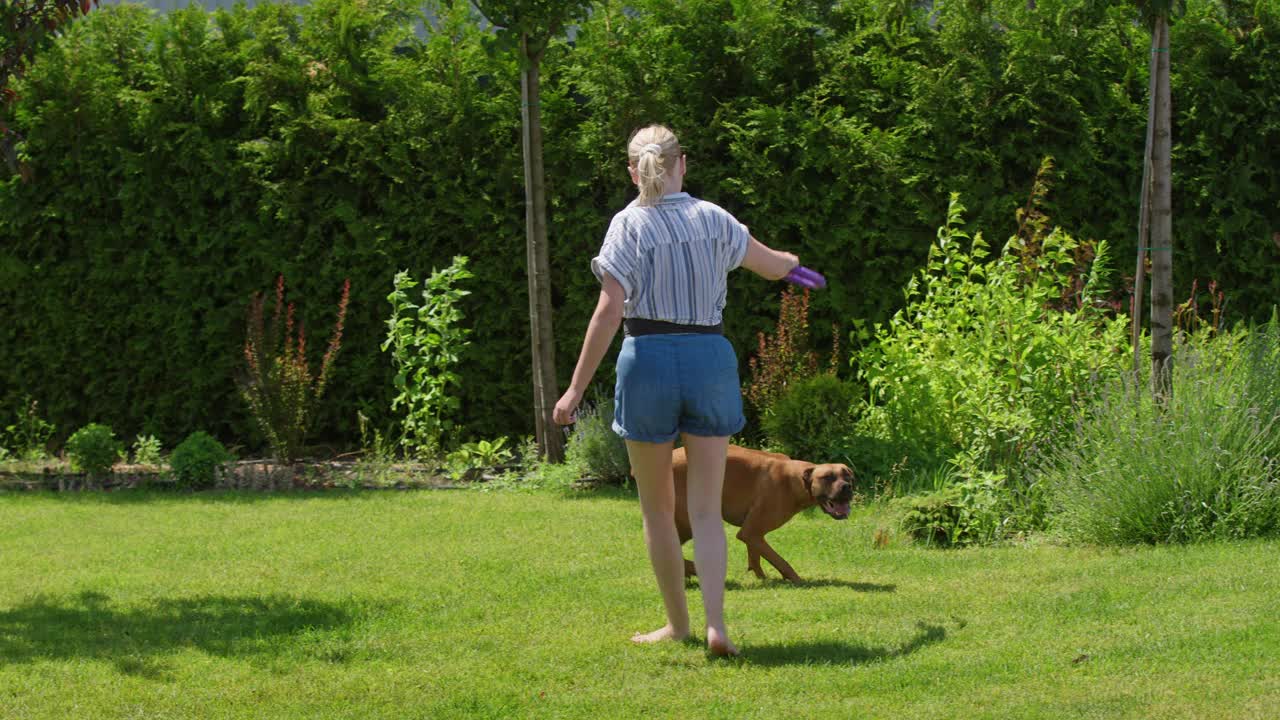 一名妇女与一只德国拳师犬玩耍，这只狗跳得很高，想要一个玩具，这是慢镜头拍摄的。视频下载