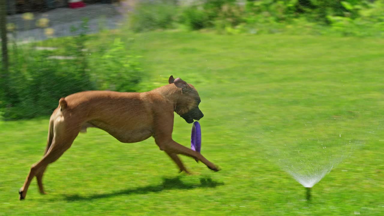 一只顽皮的德国拳师犬在草坪上追逐一个赤脚的女人。视频下载
