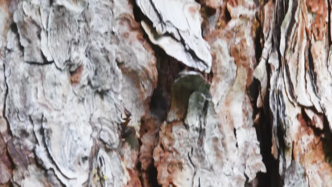 慢镜头，蚂蚁在落叶松树皮上奔跑视频素材