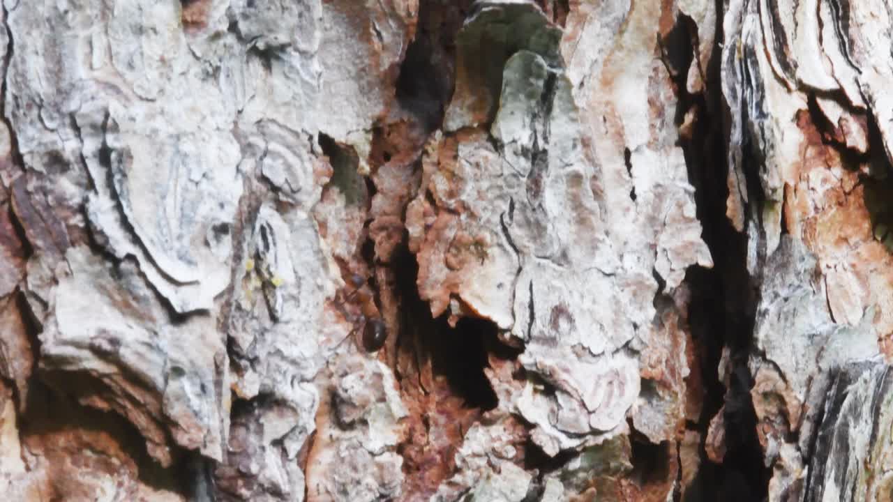蚂蚁在落叶松树皮、落叶松、红木上奔跑，视频下载