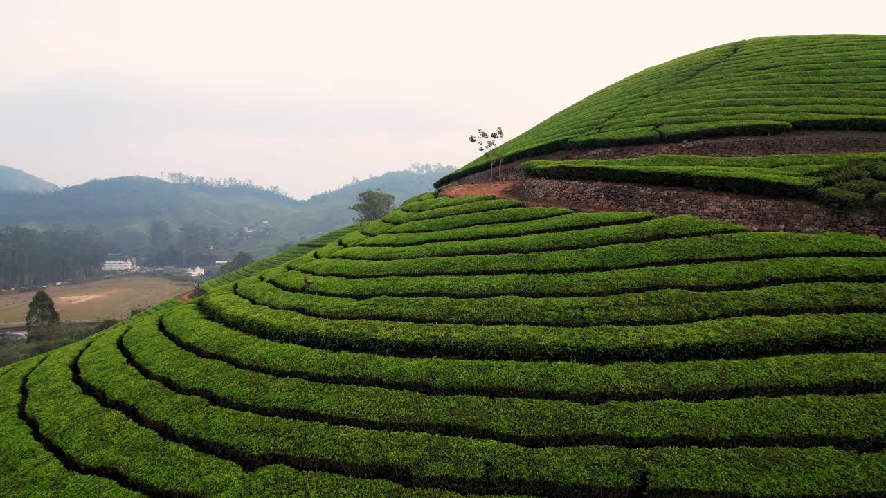 印度穆纳尔丘陵高地的绿茶种植园，鸟瞰图。农村传统村落的茶园梯田、农业农田视频素材