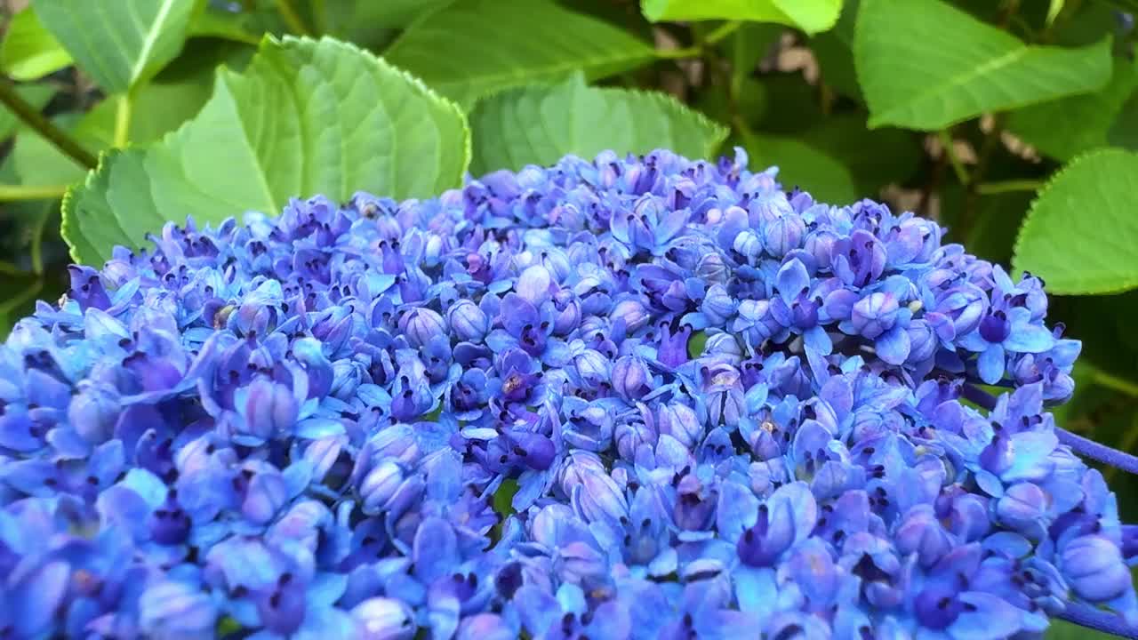 一个充满活力的蓝色绣球花簇盛开在花园设置的特写视频素材