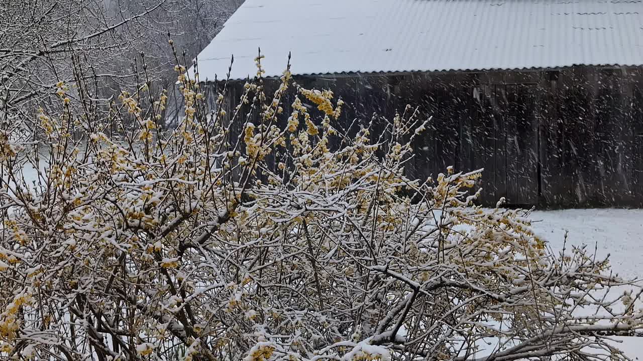 冬季自然景观，白色的树木在充分降雪视频素材