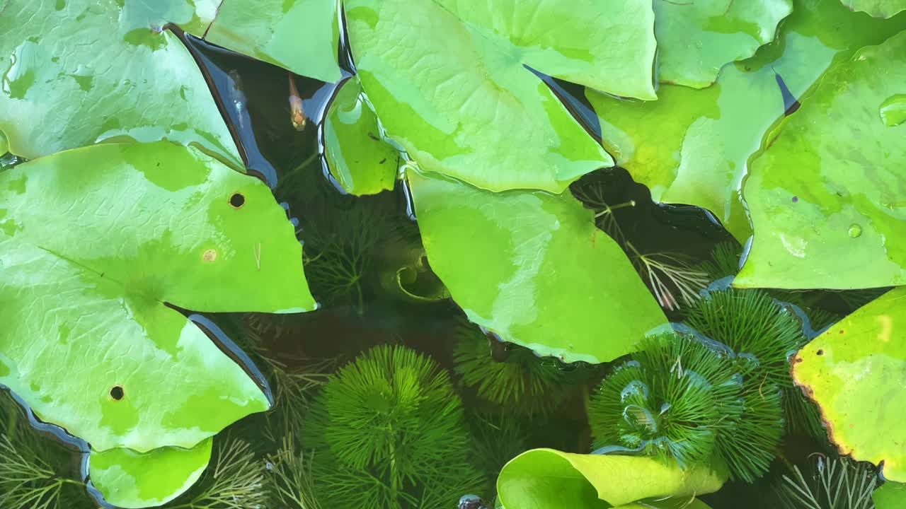 莲花盆里五颜六色的孔雀鱼。视频下载