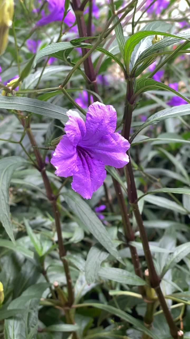 美丽的紫色花朵在风中飘扬。垂直视频视频下载