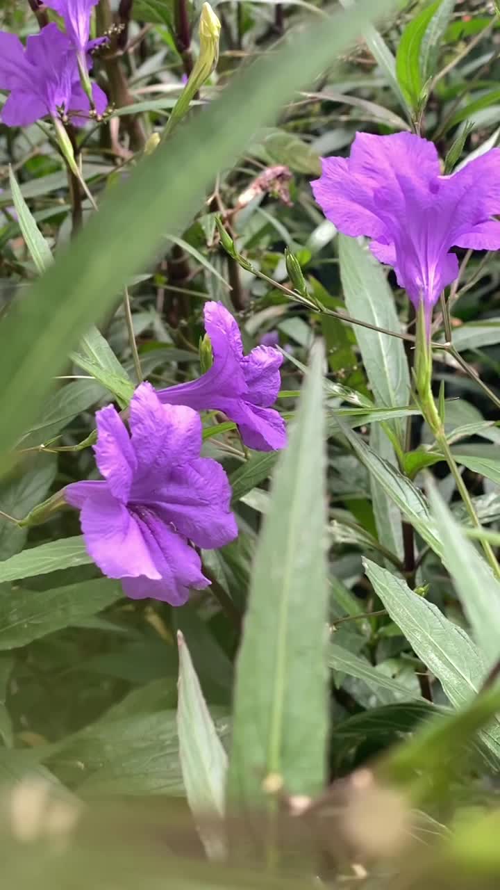 美丽的紫色花朵在风中飘扬。垂直视频视频素材