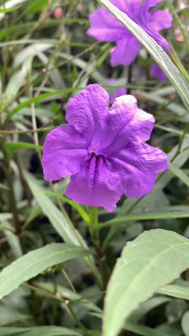 美丽的紫色花朵在风中飘扬。垂直视频视频下载