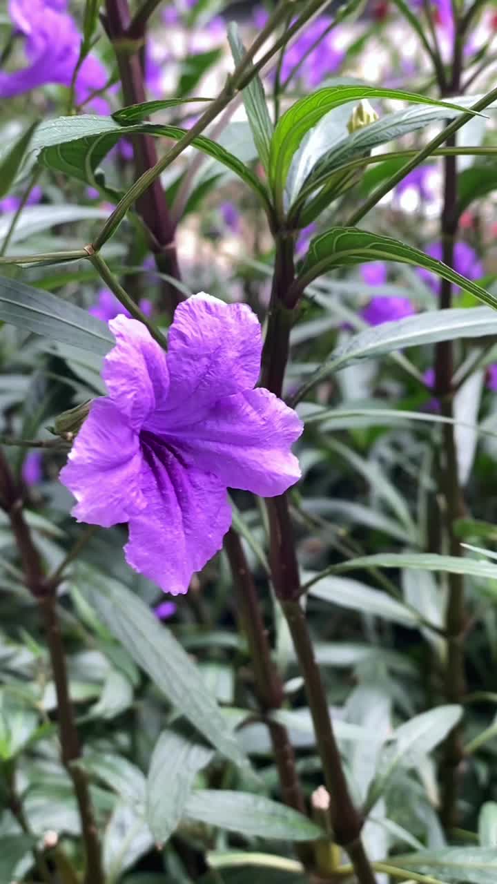 美丽的紫色花朵在风中飘扬。垂直视频视频素材