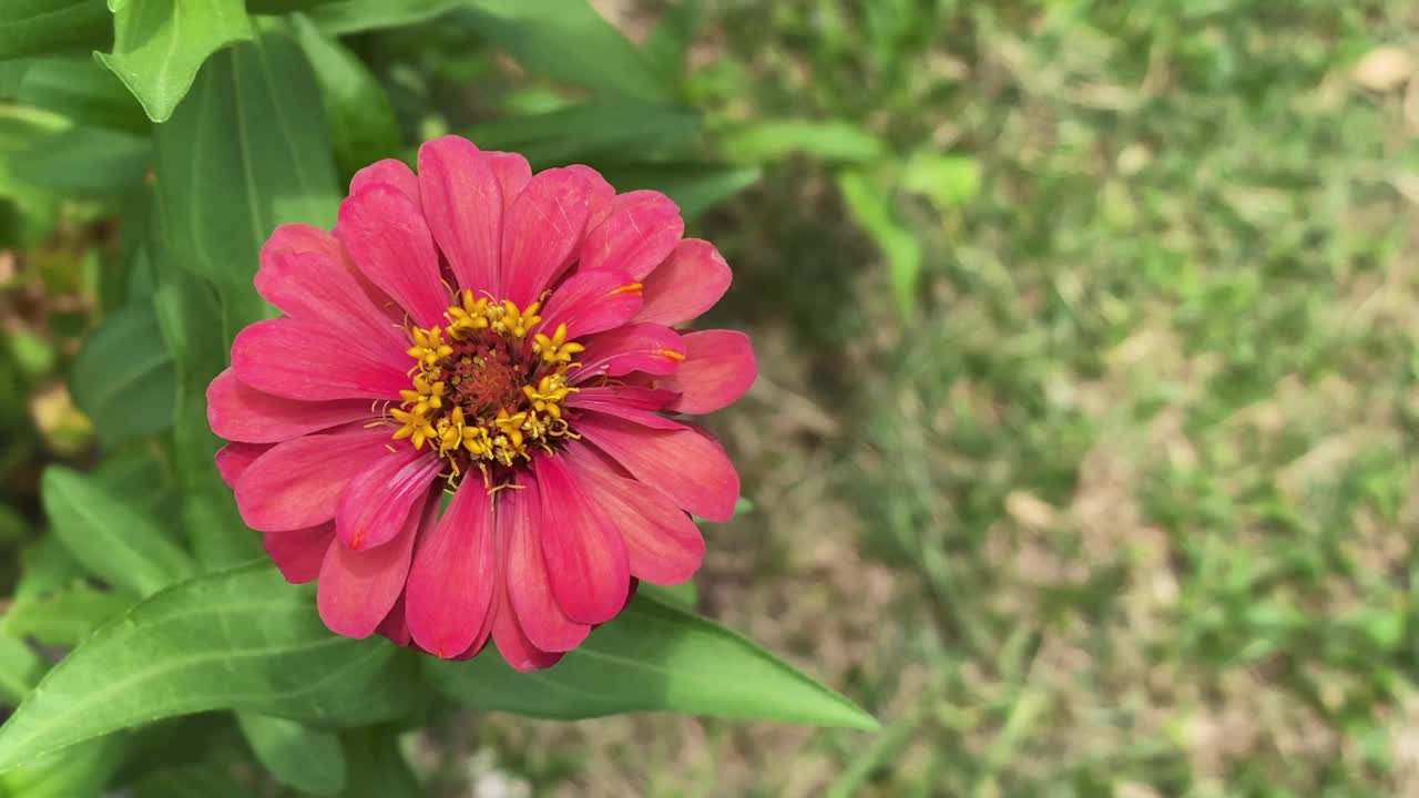 美丽的红花在风中飘扬。视频素材