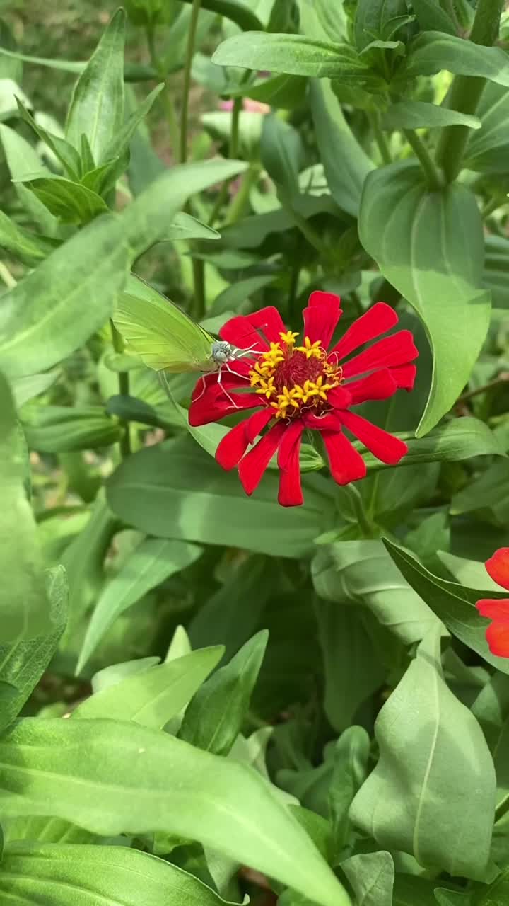 美丽的红花在风中飞舞着一只蝴蝶。垂直视频视频素材