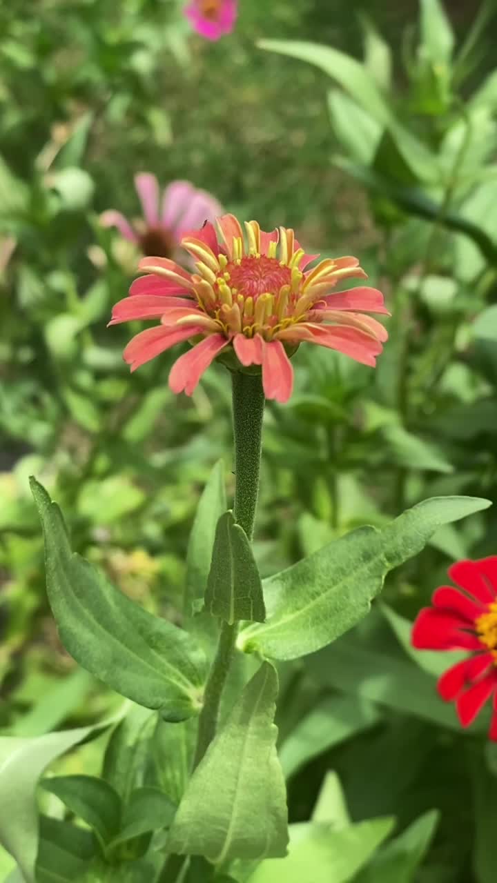 美丽的橙色花朵在风中飞舞。垂直视频视频素材