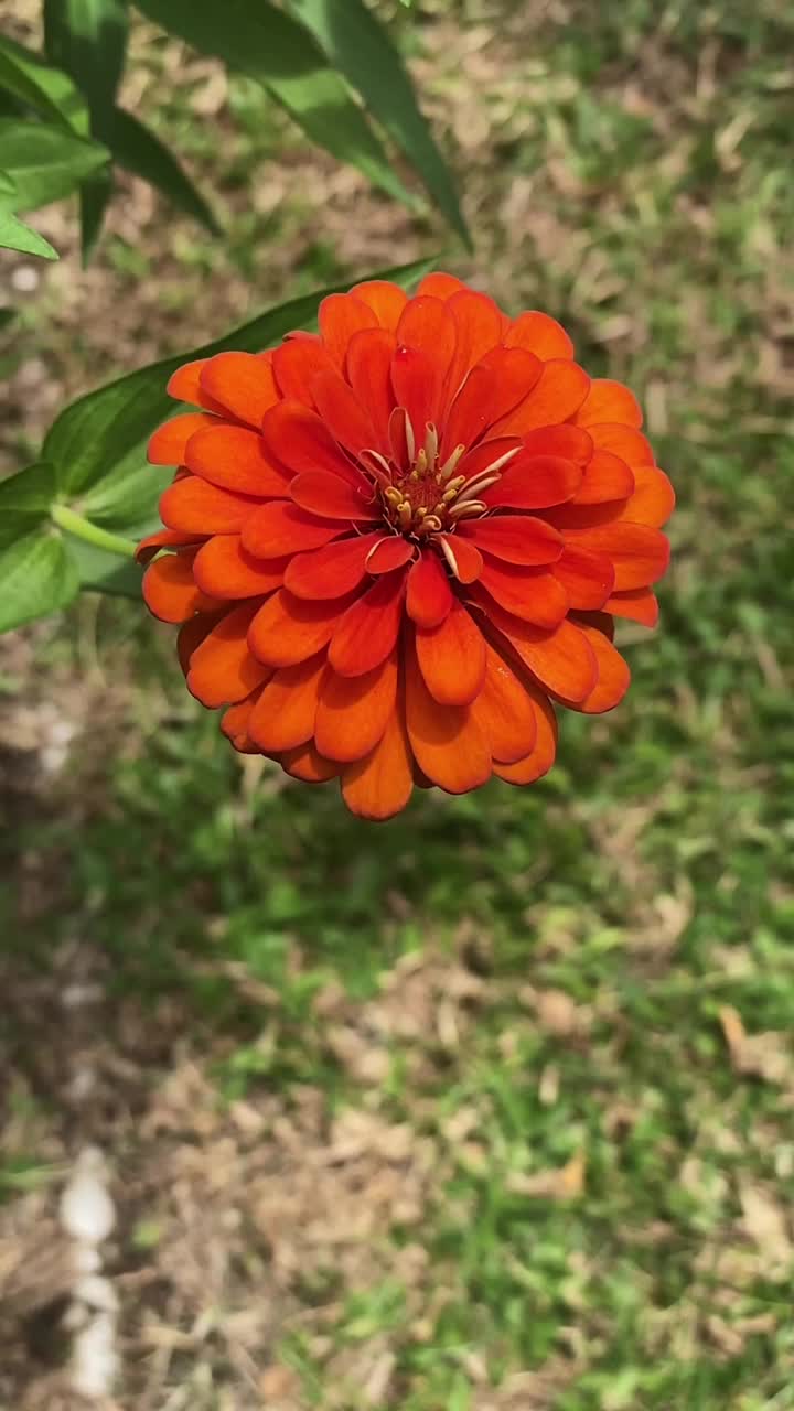 美丽的橙花在风中飘扬。垂直视频视频素材