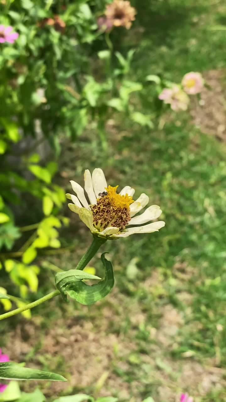 美丽的白花和一只小蜜蜂在风中飞舞。垂直视频视频下载