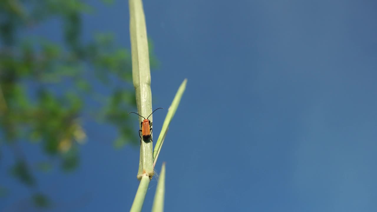 草地上的富尔娃视频素材