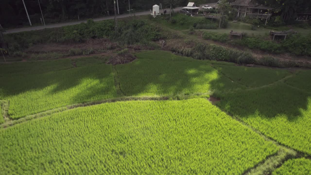 鸟瞰泰国湄宏山郁郁葱葱的稻田。视频素材