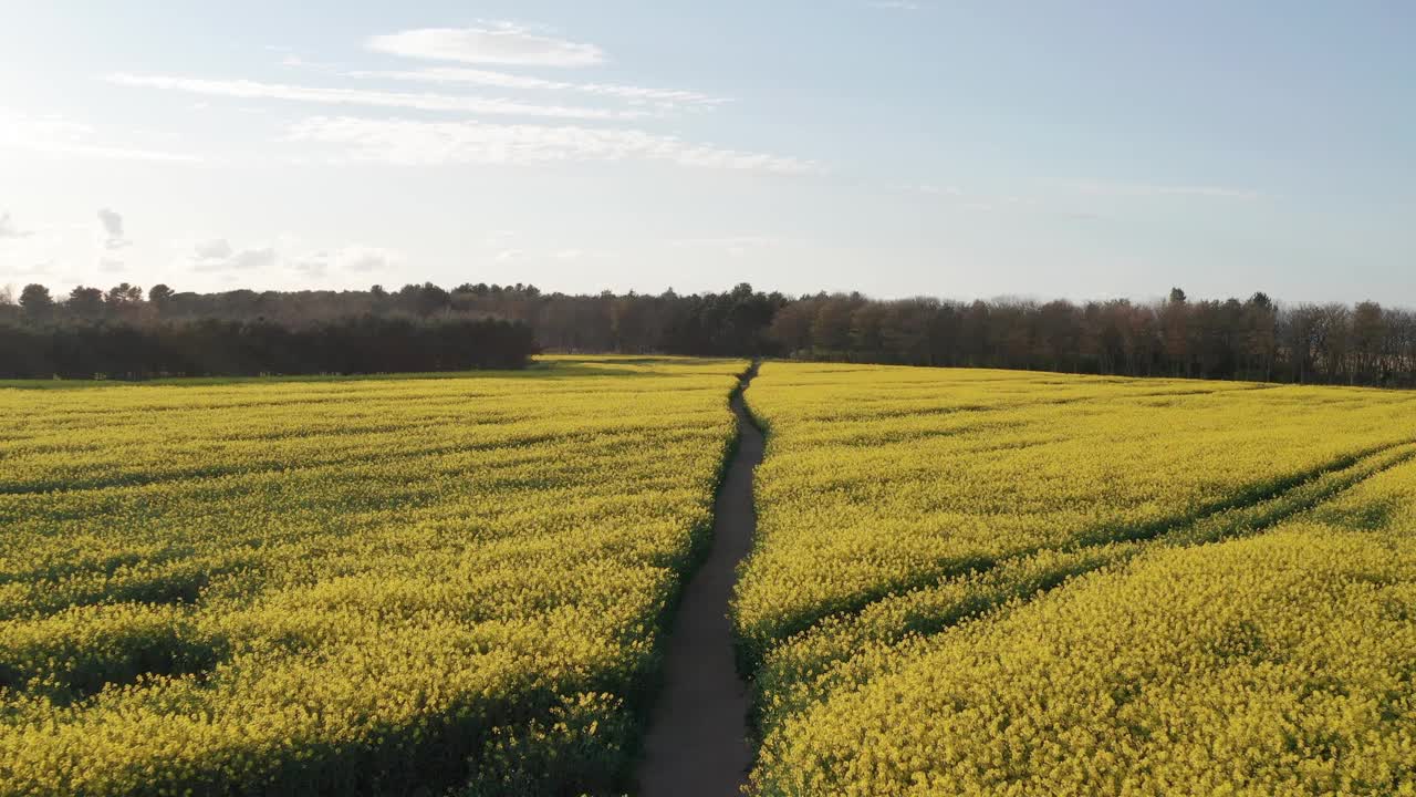 英国油菜地和林间小路的鸟瞰图。视频素材