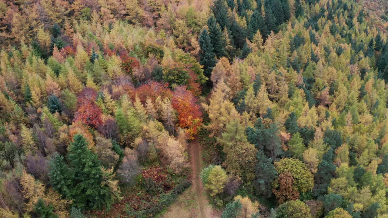 鸟瞰秋天的树叶在普雷斯门南森林，英国。视频素材