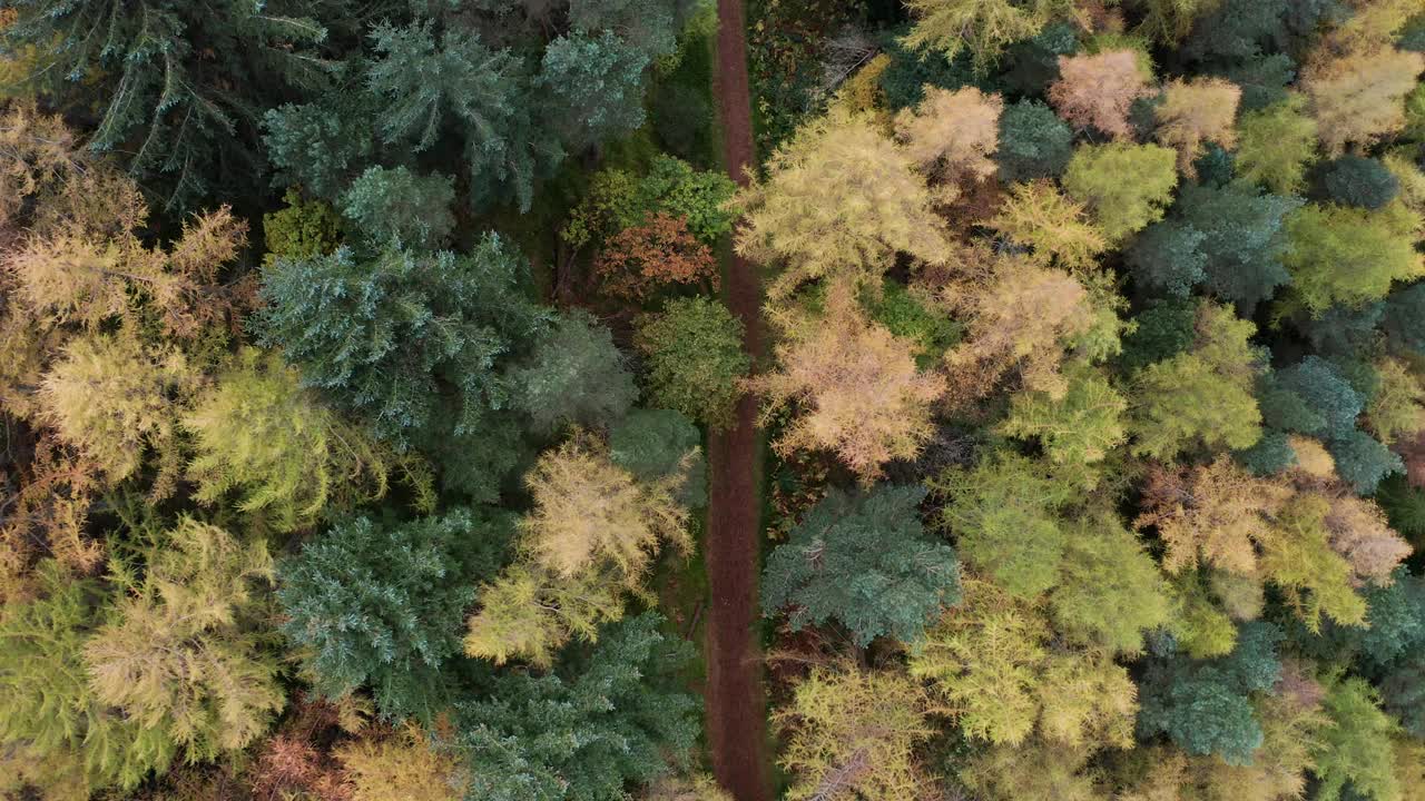 鸟瞰秋天的树叶在普雷斯门南森林，英国。视频素材