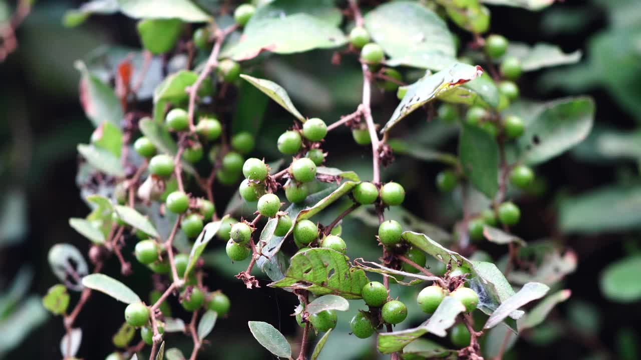 森林里的托叶菊果实视频素材