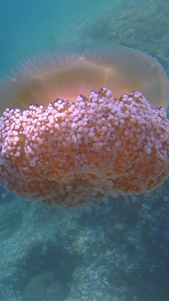 水母漂浮在湛蓝的海水中视频下载