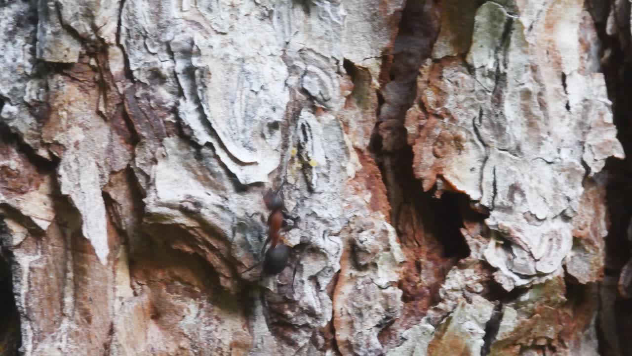 蚂蚁在落叶松树皮上奔跑，慢动作视频素材