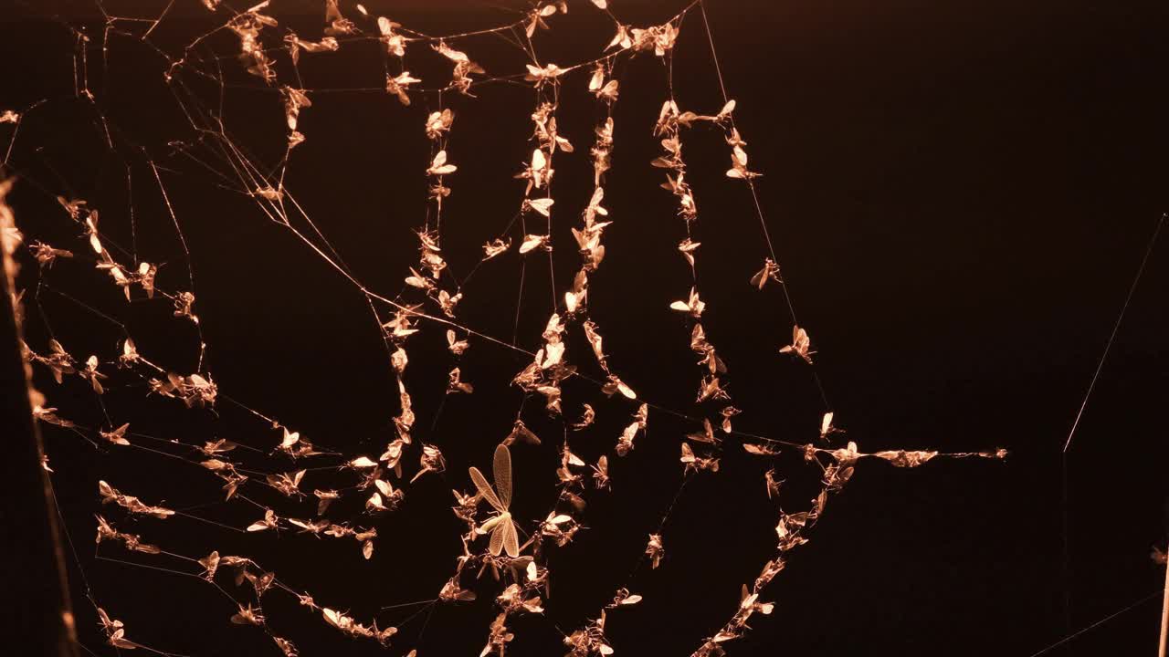 夜间路灯招徕昆虫，蜘蛛网视频素材