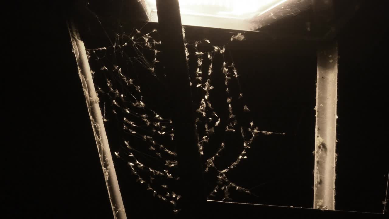 夜间路灯招徕昆虫，蜘蛛网视频下载