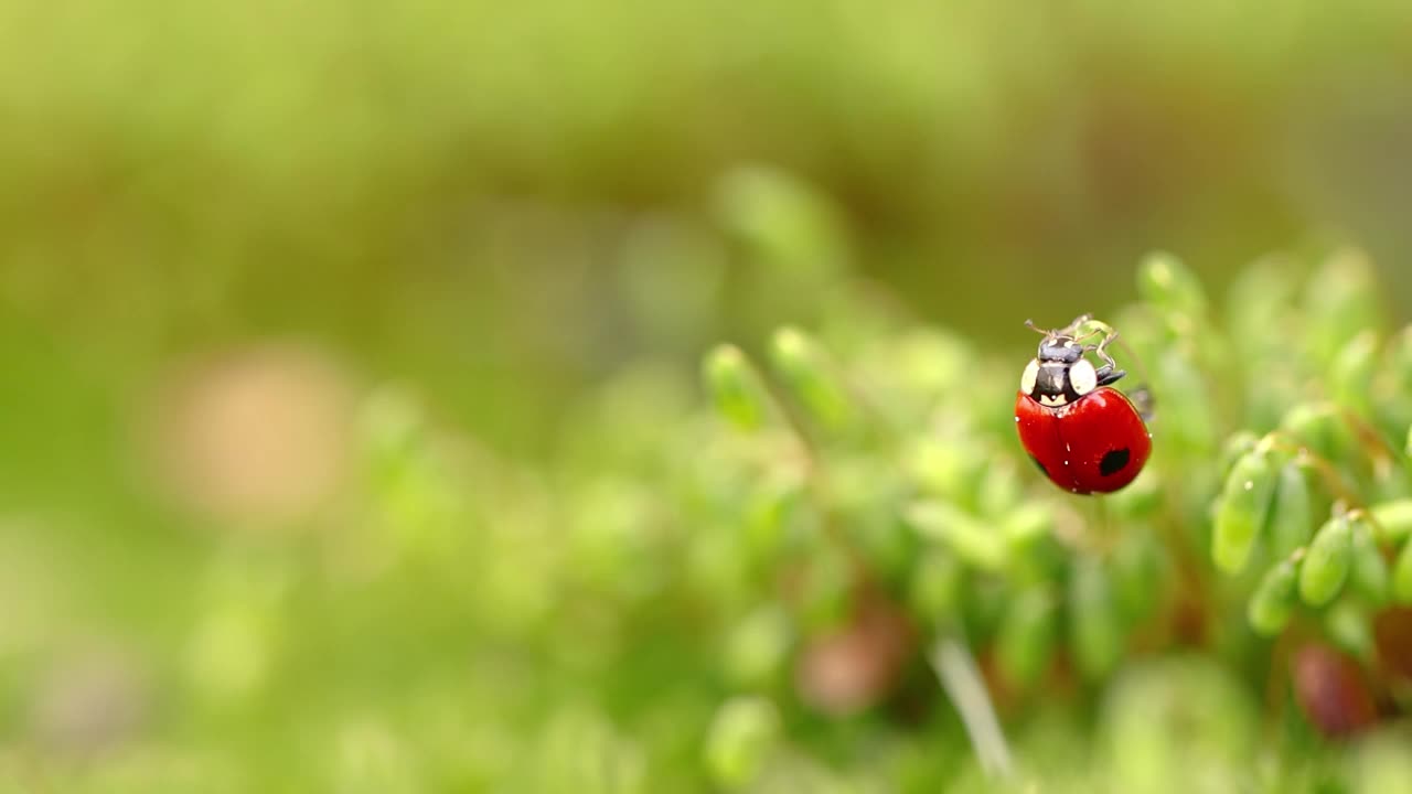 一只瓢虫在森林的绿草地上的特写野生动物视频素材