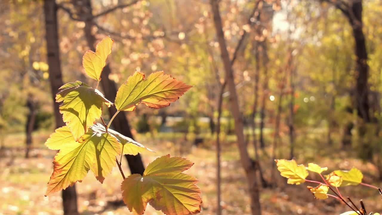 秋天公园里的黄叶树枝。秋天的树叶。干燥的金叶在秋天随风流动在晴朗的十月天。美丽平静的自然背景。视频素材