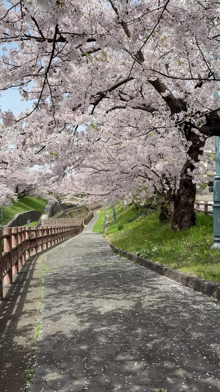 盛开的樱花和风景优美的小径视频素材