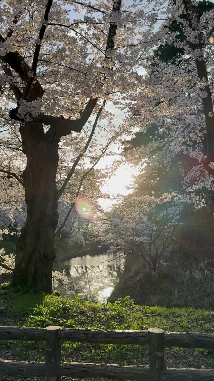 日落时盛开的樱花视频素材