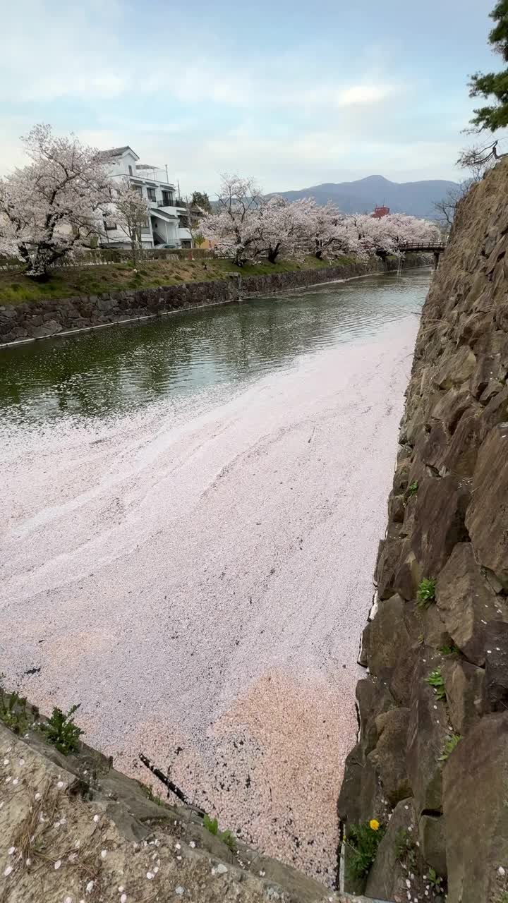 落在河上的樱花花瓣视频素材