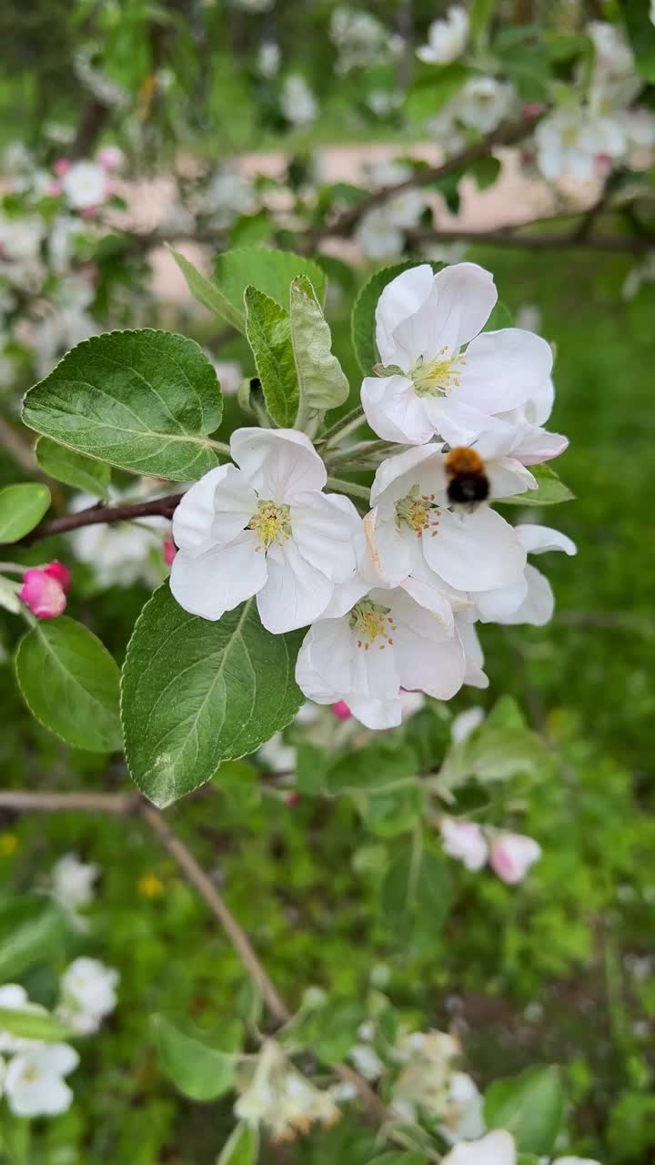 近距离垂直视频苹果树在开花和大黄蜂收集蜂蜜从花。蜜蜂从一朵果树花飞到另一朵果树花。美丽的自然夏天和春天的背景视频下载