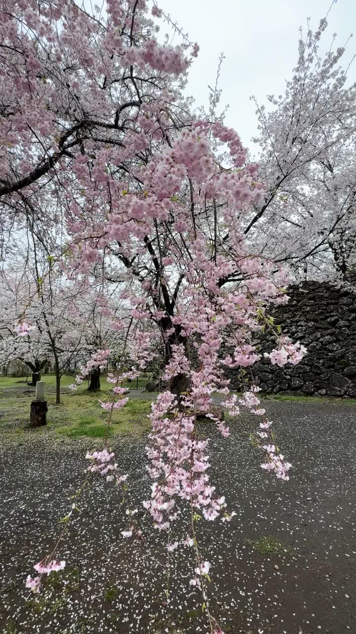 公园里盛开的樱花视频素材