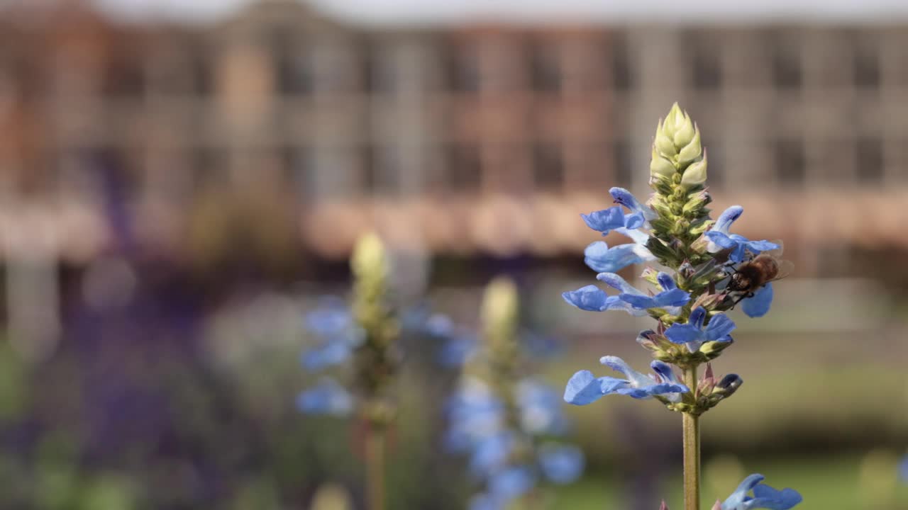 蜜蜂为蓝色鼠尾草花授粉视频素材