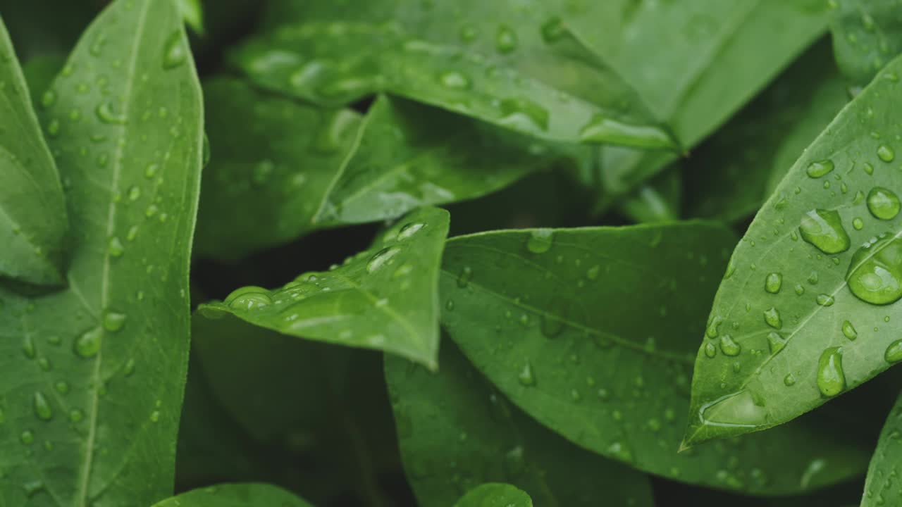 雨后绿叶上的水滴。视频下载